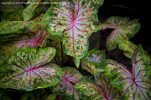 Leaves of colorful caladium, latin name caladium bicolor Picture Board by Kristof Bellens