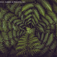 Buy canvas prints of Horizontal banner shot of green fern leaves spreading out creating swirly natural pattern background. by Kristof Bellens