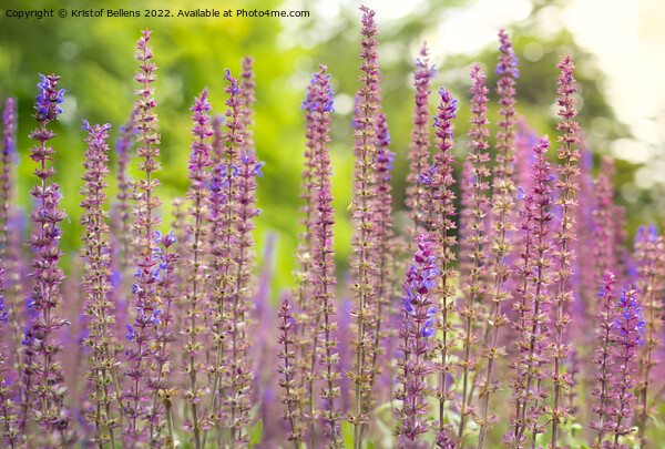 Close-up view of steppe sage or latin name Salvia Nemorosa plant in nature. Picture Board by Kristof Bellens