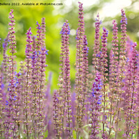 Buy canvas prints of Close-up view of steppe sage or latin name Salvia Nemorosa plant in nature. by Kristof Bellens