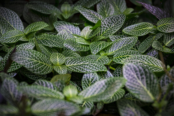 Silver gray peperomia or latin name peperomia griseoargentea in close-up Picture Board by Kristof Bellens
