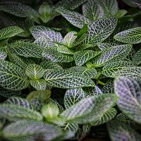 Buy canvas prints of Silver gray peperomia or latin name peperomia griseoargentea in close-up by Kristof Bellens
