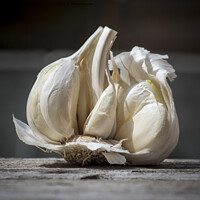 Buy canvas prints of Close-up of Garlic, Allium sativum, used for food flavoring by Kristof Bellens