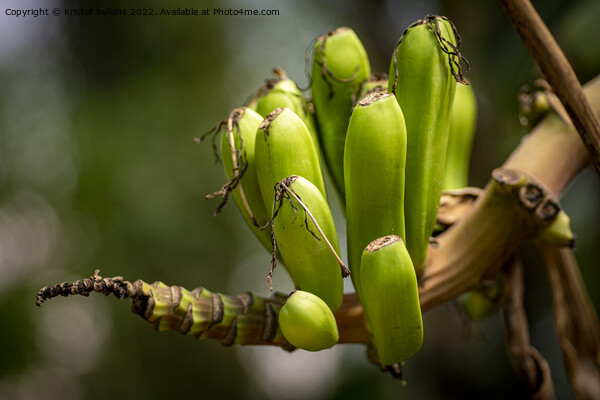 Closeup shot of small growing banana's on the branch of a banana tree Picture Board by Kristof Bellens