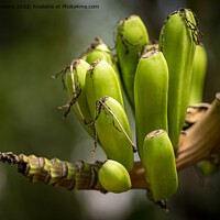 Buy canvas prints of Closeup shot of small growing banana's on the branch of a banana tree by Kristof Bellens
