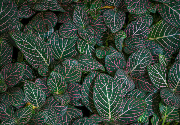 Closeup shot of Fittonia albivenis leaves with nerve patterns. Also known as nerve plant or mosaic plant. Picture Board by Kristof Bellens