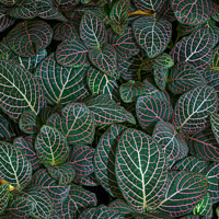 Buy canvas prints of Closeup shot of Fittonia albivenis leaves with nerve patterns. Also known as nerve plant or mosaic plant. by Kristof Bellens