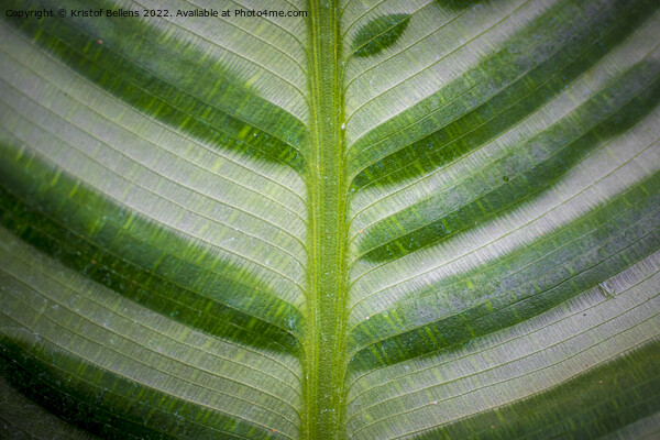 Abstract closeup of green leaf with feather vein pattern Picture Board by Kristof Bellens