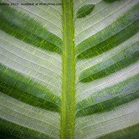 Buy canvas prints of Abstract closeup of green leaf with feather vein pattern by Kristof Bellens