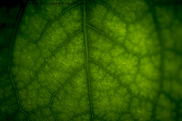 Abstract closeup of green leaf with vein pattern Picture Board by Kristof Bellens
