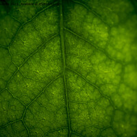 Buy canvas prints of Abstract closeup of green leaf with vein pattern by Kristof Bellens