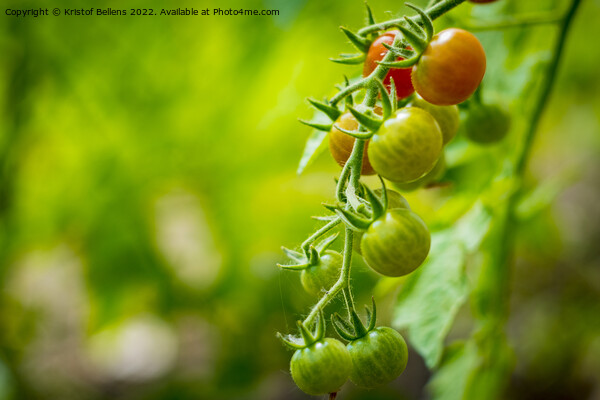 Cherry tomatoes growing in different stages with blurry background. Picture Board by Kristof Bellens