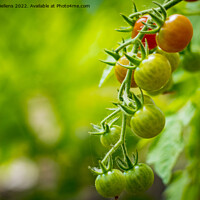 Buy canvas prints of Cherry tomatoes growing in different stages with blurry background. by Kristof Bellens