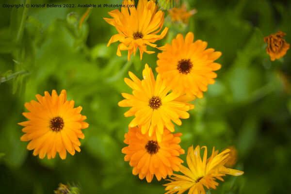 Pot marigold, common marigold, ruddles, Mary's gold or Scotch marigold Picture Board by Kristof Bellens