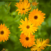 Buy canvas prints of Pot marigold, common marigold, ruddles, Mary's gold or Scotch marigold by Kristof Bellens