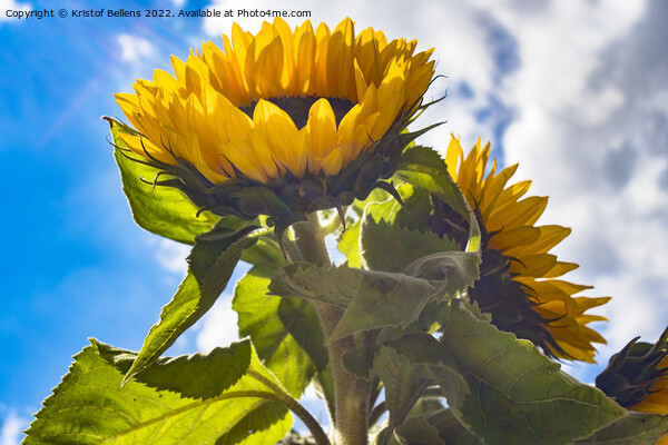 Low angle view in the sunflower field Picture Board by Kristof Bellens