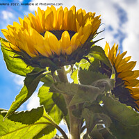 Buy canvas prints of Low angle view in the sunflower field by Kristof Bellens