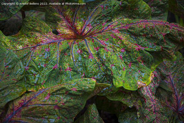 Textured leaf of of colorful caladium, latin name caladium bicolor, also called Heart of Jesus Picture Board by Kristof Bellens
