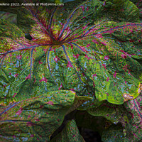 Buy canvas prints of Textured leaf of of colorful caladium, latin name caladium bicolor, also called Heart of Jesus by Kristof Bellens