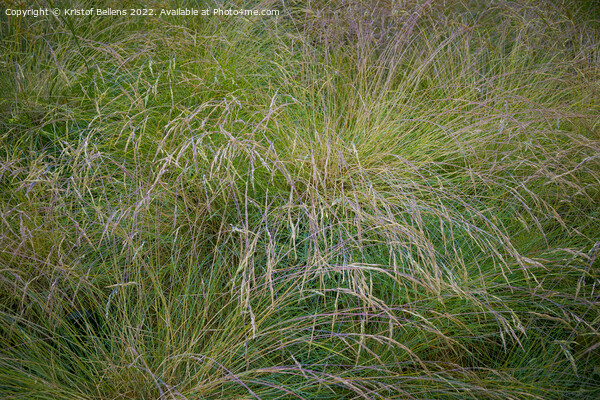 Festuca (fescue) is a genus of flowering plants belonging to the grass family Picture Board by Kristof Bellens