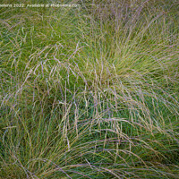 Buy canvas prints of Festuca (fescue) is a genus of flowering plants belonging to the grass family by Kristof Bellens