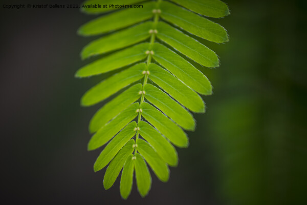 Close-up shot of the leaf of a mimosa pudica, also called sensitive plant, sleepy plant, action plant, touch-me-not or shameplant Picture Board by Kristof Bellens