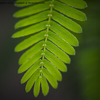 Buy canvas prints of Close-up shot of the leaf of a mimosa pudica, also called sensitive plant, sleepy plant, action plant, touch-me-not or shameplant by Kristof Bellens