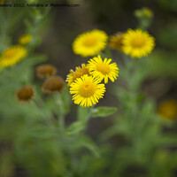 Buy canvas prints of Pulicaria dysenterica, the common fleabane is a species of fleabane in the family Asteraceae. by Kristof Bellens