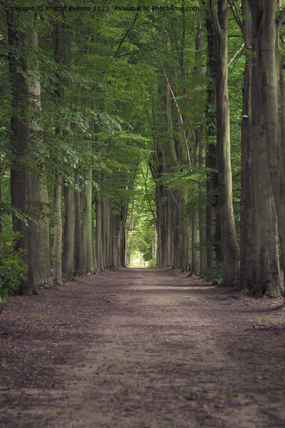 Tree-lined hiking path in Mastenbos in Kapellen, Belgium. Picture Board by Kristof Bellens