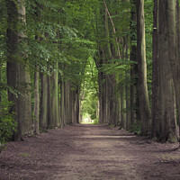 Buy canvas prints of Tree-lined hiking path in Mastenbos in Kapellen, Belgium. by Kristof Bellens