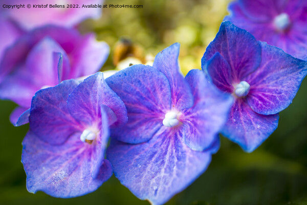 Close-up macro shot of three purple hydrangea or hortensia flowers in a row. Picture Board by Kristof Bellens