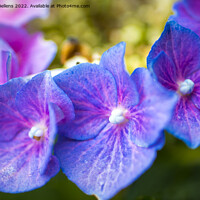 Buy canvas prints of Close-up macro shot of three purple hydrangea or hortensia flowers in a row. by Kristof Bellens