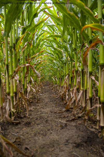 Vertical low angle shot of corn field between the crop Picture Board by Kristof Bellens