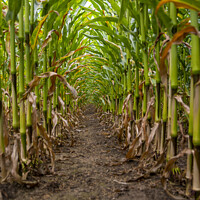 Buy canvas prints of Vertical low angle shot of corn field between the crop by Kristof Bellens