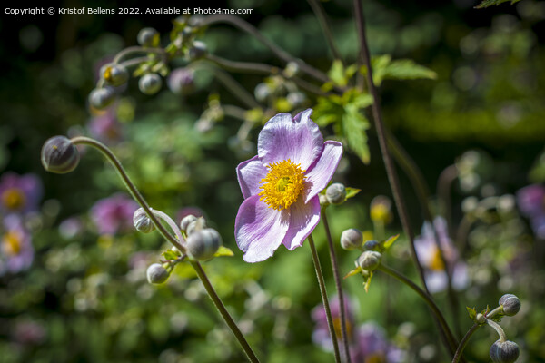 Japanese anemone flower field. Close-up and detail with blurry background. Picture Board by Kristof Bellens