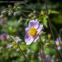 Buy canvas prints of Japanese anemone flower field. Close-up and detail with blurry background. by Kristof Bellens