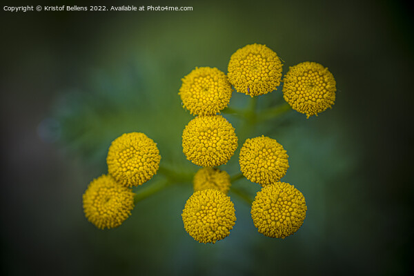 Tanacetum vulgare or Tansy is a perennial, herbaceous flowering plant Picture Board by Kristof Bellens