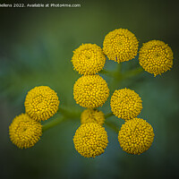 Buy canvas prints of Tanacetum vulgare or Tansy is a perennial, herbaceous flowering plant by Kristof Bellens