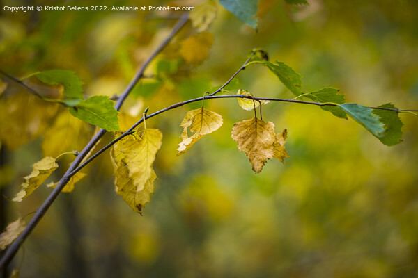 Abstract autumn colored nature shot of a birch twig and leaves. Picture Board by Kristof Bellens