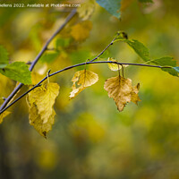 Buy canvas prints of Abstract autumn colored nature shot of a birch twig and leaves. by Kristof Bellens