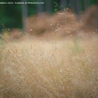Buy canvas prints of Close-up of Deschampsia flexuosa, commonly known as wavy hair-grass. by Kristof Bellens