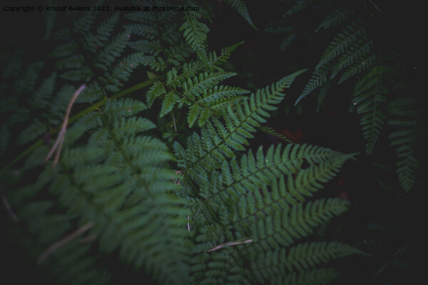 Dark and moody fern leaves background with selective focus. Picture Board by Kristof Bellens
