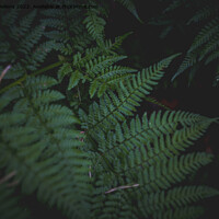 Buy canvas prints of Dark and moody fern leaves background with selective focus. by Kristof Bellens