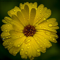 Buy canvas prints of Close-up macro shot of yellow marigold flower with raindrops and green blurry background. by Kristof Bellens