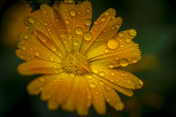 Close-up macro shot of orange marigold flower with raindrops and green blurry background. Picture Board by Kristof Bellens