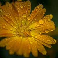 Buy canvas prints of Close-up macro shot of orange marigold flower with raindrops and green blurry background. by Kristof Bellens