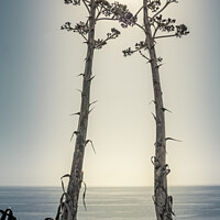 Buy canvas prints of Two Agave salmiana vertical floral stem with muted toning by Kristof Bellens