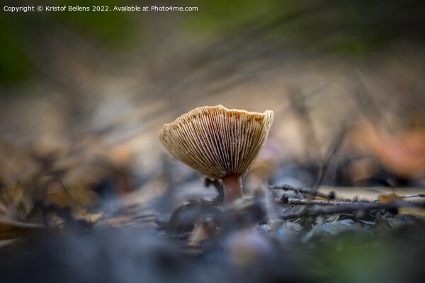 Closeup shot of Lactarius tabidus commonly known as birch milkcap. Picture Board by Kristof Bellens