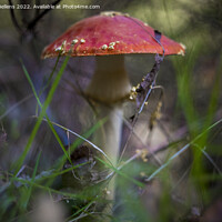 Buy canvas prints of Selective focus shot of Amanita muscaria, commonly known as the fly agaric or fly amanita, is a basidiomycete of the genus Amanita. by Kristof Bellens