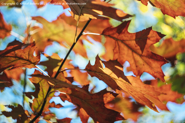 Autumn colors of Northern red oak tree leaves in closeup. Picture Board by Kristof Bellens